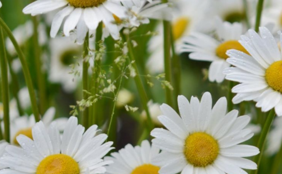 白羊座|十月中旬开始，好运伴身，运势上涨，桃花朵朵的生肖