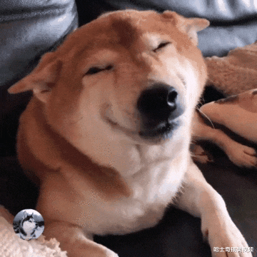柴犬做“坏事”被发现，结果笑成了眯眯眼，主人也笑翻了