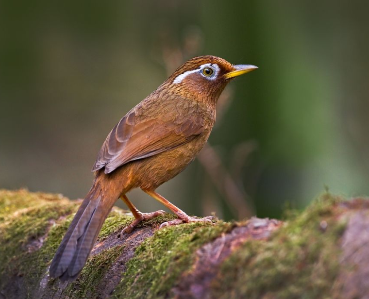 鸟儿不换毛，我教你几招
