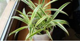 身体这些小毛病不能轻视，专家警示：它们是甲醛刺激的结果！