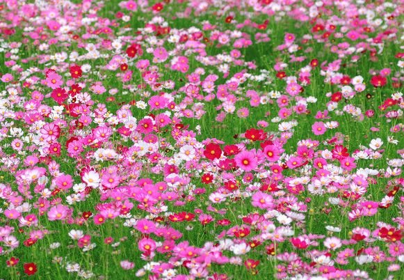 旧爱|进入8月，4属相大运来袭，财运大盛，大财连赚，日子红火