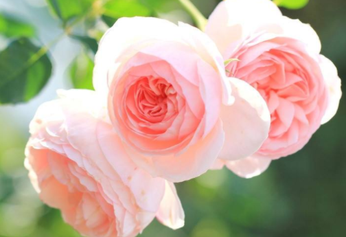 生肖|有抱负，做事认真努力，脚踏实地，有上进心的三个生肖男