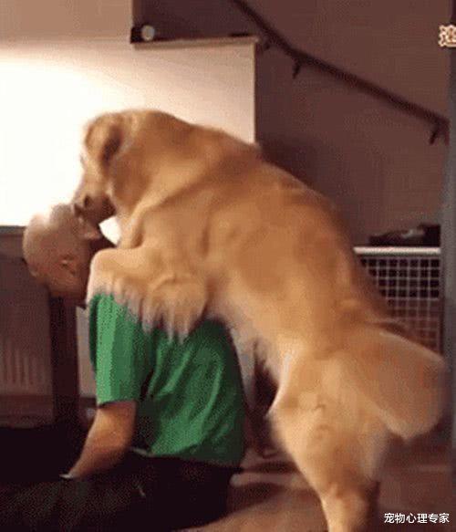 金毛喜欢舔男子的光头，过了1年后，专家的说法让主人心塞