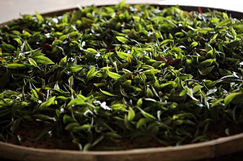 高血脂@高血脂患者喝什么茶可以降脂？