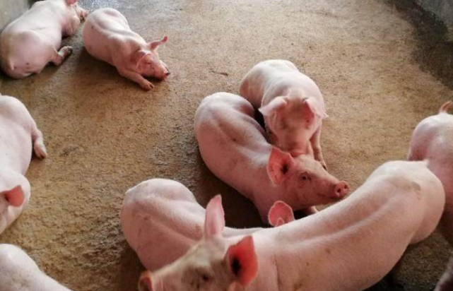 生猪价格|猪价高位运行近一年，那2021到2023年养猪利润如何？靠谱预测来了