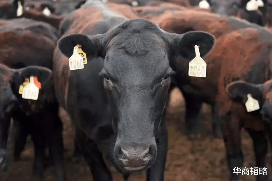 天山生物|监管急了!年亏千万天山生物,靠596头牛换来57亿,老板躺赚13亿