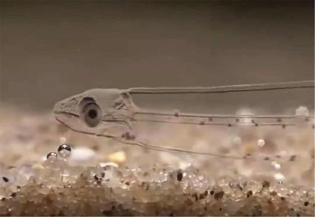 银鱼▲这是一种吃起来“极其恶心”的鱼, 在国外居然被吃到近乎灭绝?