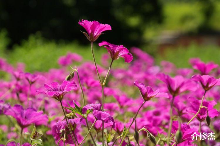 金牛座|9月份，桃花运爆棚，月老前来送姻缘，一生一世一双人的4大星座