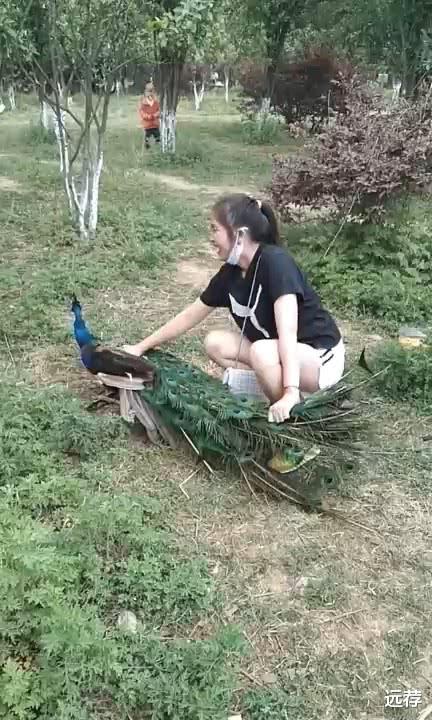 宣威■云南女子活抓孔雀给孩子拍照！还强行拔毛！你的形象真丑！