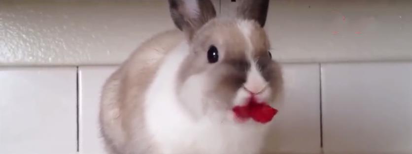 @为什么兔子一喝水，就会立马断肠而亡？涨知识了