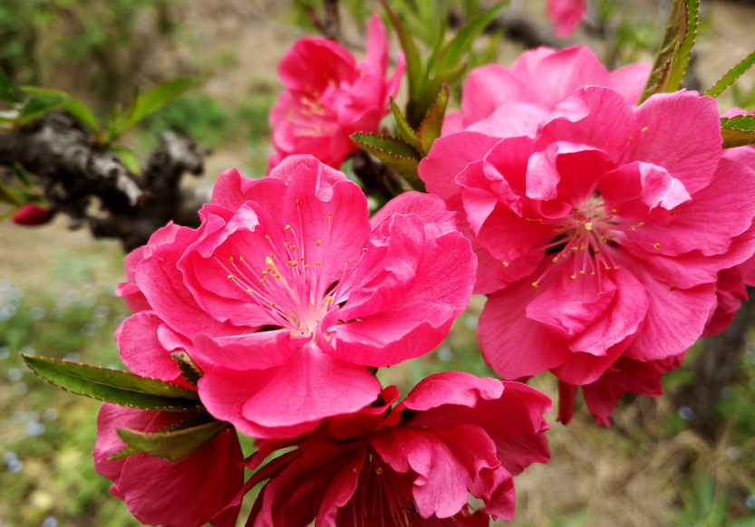 #生肖#大难已过，3生肖霉运不在，春风得意，6月25号贵人相助一路发发