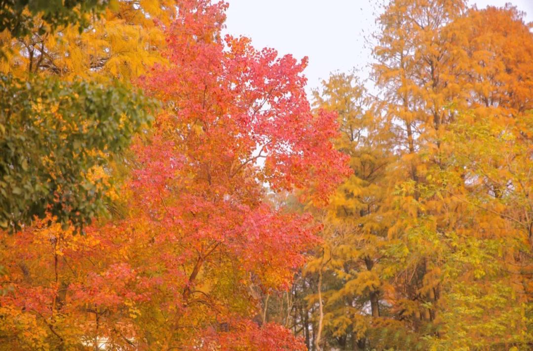 武汉|武汉有一宝藏公园,一到秋天美成画,一个本地人都爱去的地方