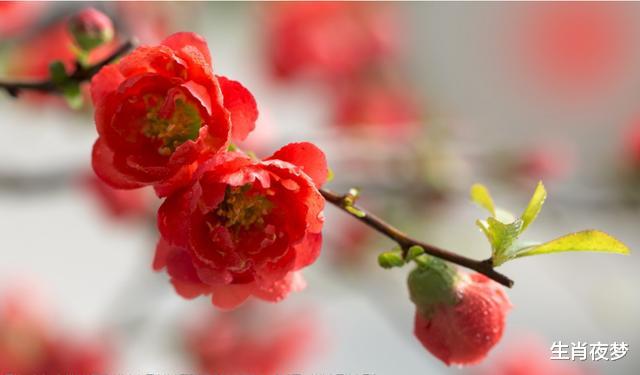 「生肖」4月底，爱火浓浓，旧情人敲门，3生肖喜笑颜开，爱得恩爱缠绵