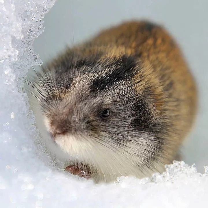 全球变暖|融化的冻土中发现了史前生物，出生在冰河时期，已经有41305岁了