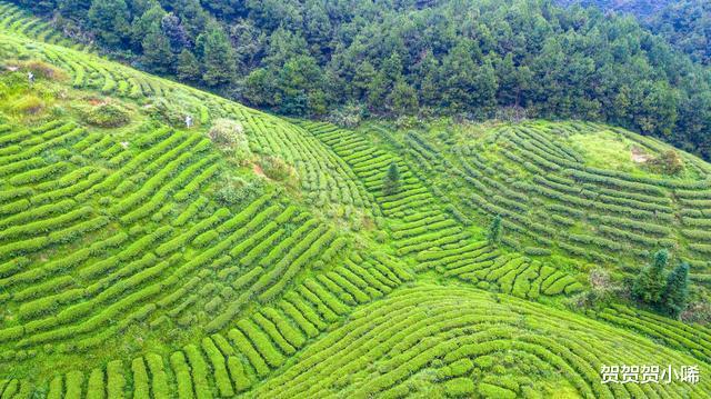 [贵州]贵州有个“漂浮”在云间的千亩茶园，景美如仙境，知道的人极少！