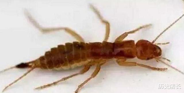 莽山▲5种中国独有的动物, 第4种多年未找到踪迹, 有可能已灭绝!