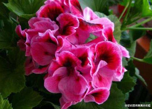 吉星|进入9月，吉星当头，4属相喜多桃花旺，好运接二连三，万事如意