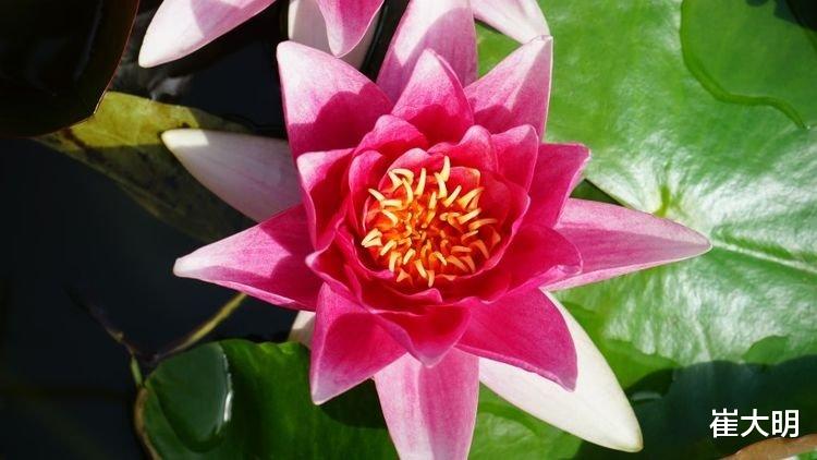 『生肖』6月下旬开始天降大财，事业兴旺，福泽深厚的四大生肖