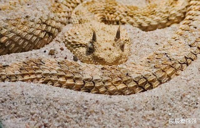 #扬子鳄#是什么动物激发了古人绘制龙的形象呢，龙又是起源于什么时候？