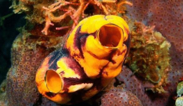 []世界上最蠢的动物，丢掉自己的器官，化身植物供人食用