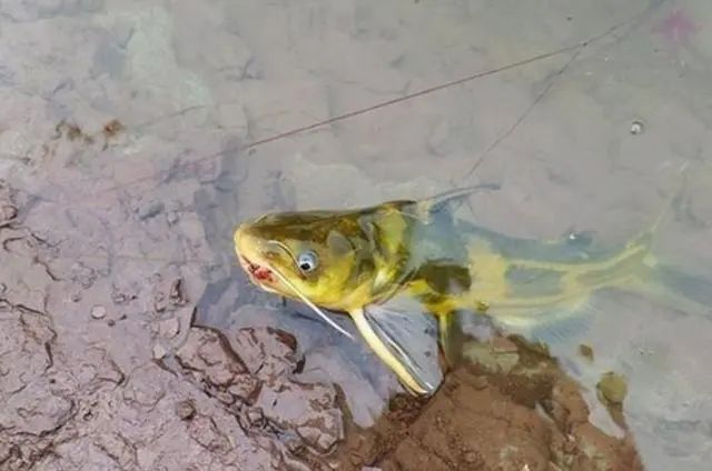 『』夏季用这些技巧钓黄骨鱼，中鱼率高而且上钩都是大的！