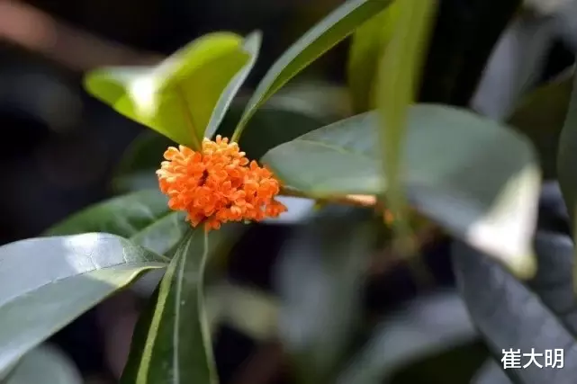 #生肖#7月中旬飞来桃花，朵朵艳丽的4大生肖，珍惜情缘成就甜蜜的爱情