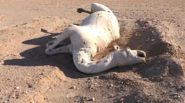 【骆驼】为什么在沙漠中，死后的骆驼是不能碰的，专家：用生命开玩笑