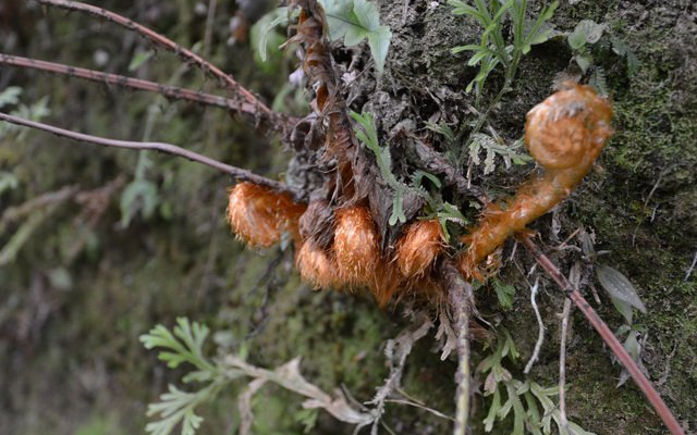 |谁家若有发现这种植物，请保护起来，它为珍贵物种，很稀少