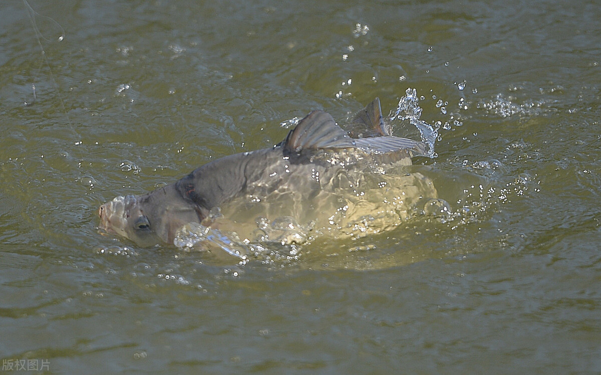 |钓鱼方法奇奇怪，带您了解吃铅量、抽窝子、打龟空军这些专业术语