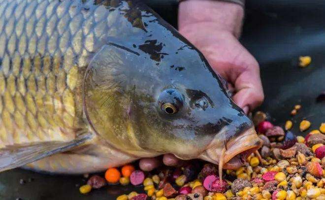 立秋|野钓立秋,目前天气不稳定别盲目做调整,鱼儿不适应全是无用功