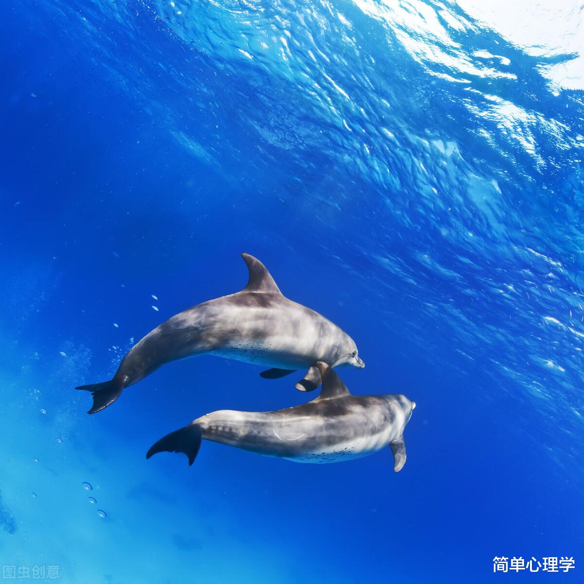 心理測試：4張海豚照片，你最喜歡哪張？測你的感情觀-圖4