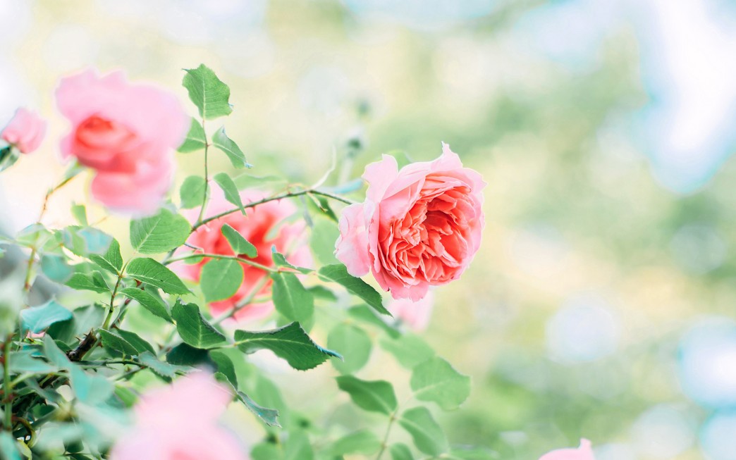 运势|属相猴：未来一周，事业爱情大丰收，运势大好财气逼人，福如东海