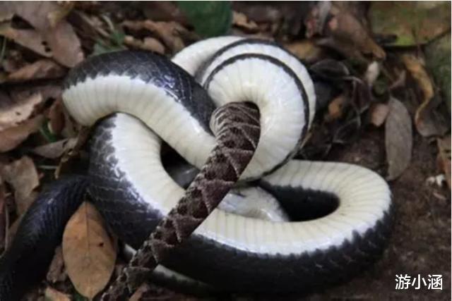 毒蛇|专吃毒蛇的蛇类？在蛇界百毒不侵，见过它真容的人不多
