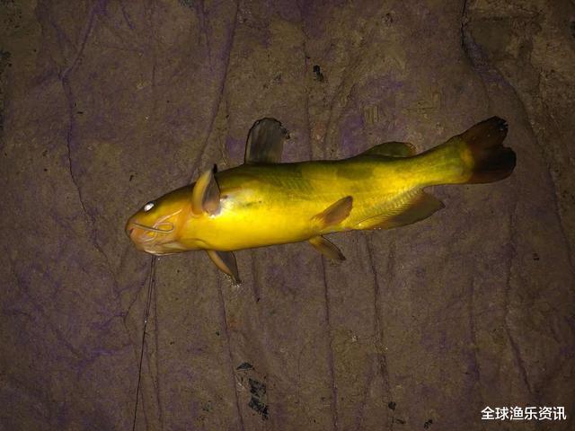 【】如何轻松钓起黄颡鱼？民间的几种方法，钓起的黄颡鱼个头肥硕惊人