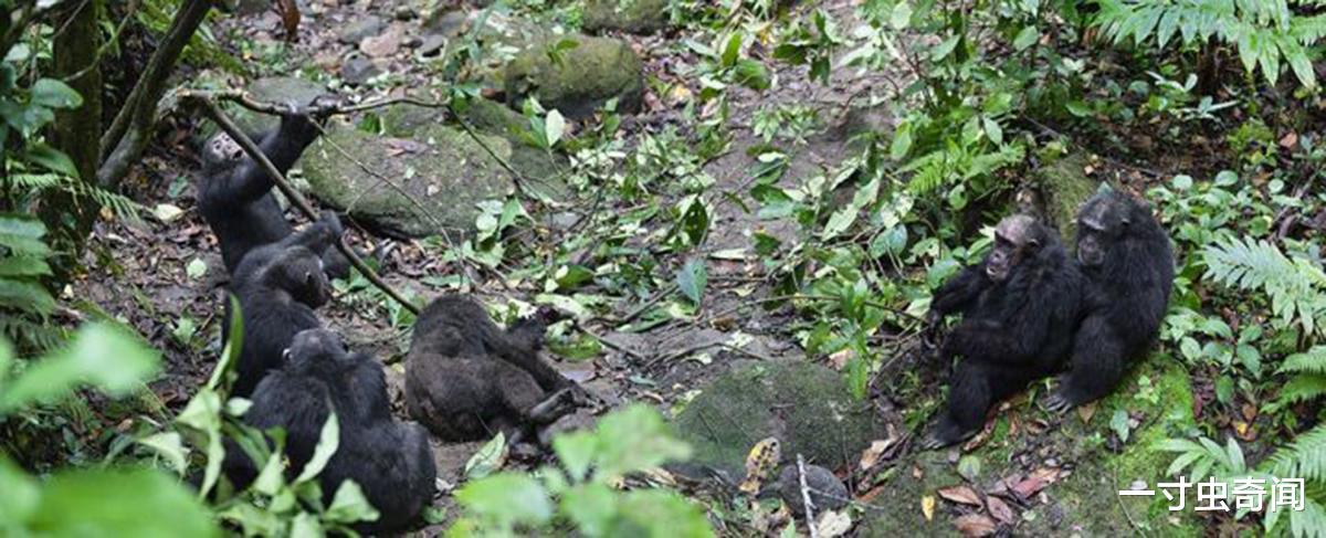 |猩球大战?贡贝黑猩猩战争,同类蚕食,揭露黑猩猩不为人知的一面