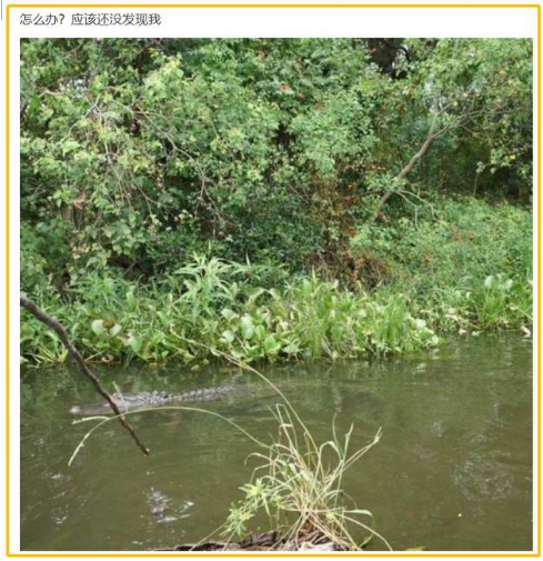 『海河』广东男子钓鱼碰到鳄鱼，放生鳄鱼几时休？