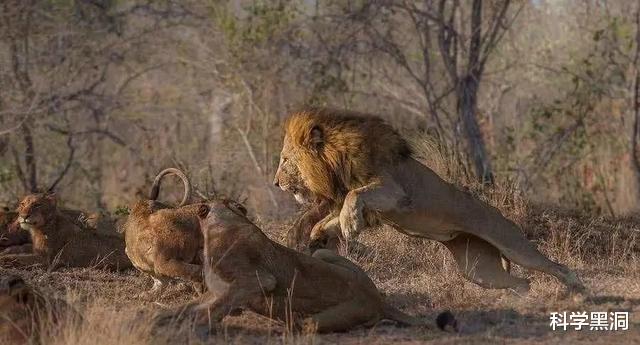 非洲|都说牲畜繁殖交配六亲不认，那么流浪雄狮长大后还认识母亲吗？