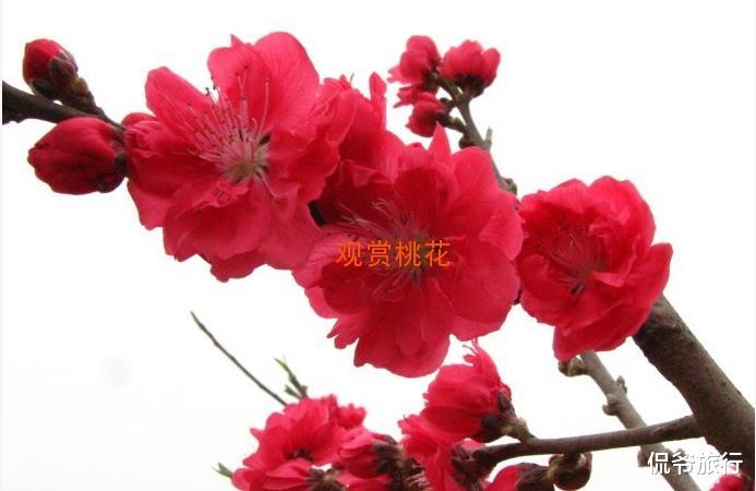 [生肖]这些生肖6月19号中大奖，那么这些生肖的你买彩票了么？