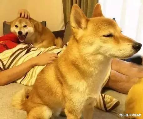 狗狗“讨厌”的六件事，再犯，你们的关系就到头了！