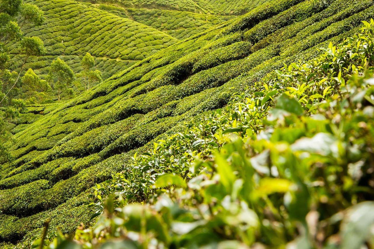 小罐茶|小罐茶的智商税终于要收不下去了？小罐茶降价了你会买吗？