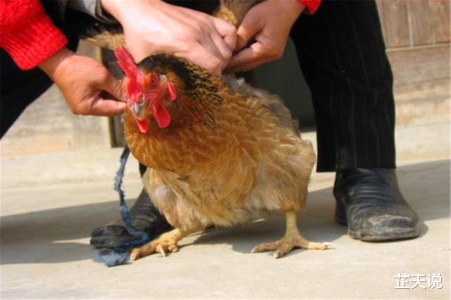 ▲古人讲“老牛吃嫩草，吃鸡要趁早”，是何意？为何说吃鸡要趁早？