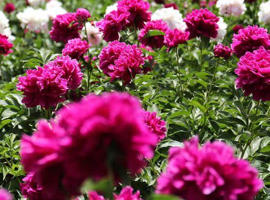 |11月1号开始，4属相好运不断，八方来财，生活一帆风顺