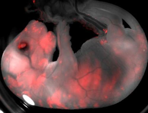 科学家▲英国曾秘密制造155个人兽杂交胚胎，引起全球恐慌，结果怎么样了