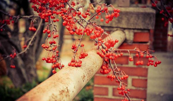 天蝎座▲在2020年里，适合婚嫁的属相！