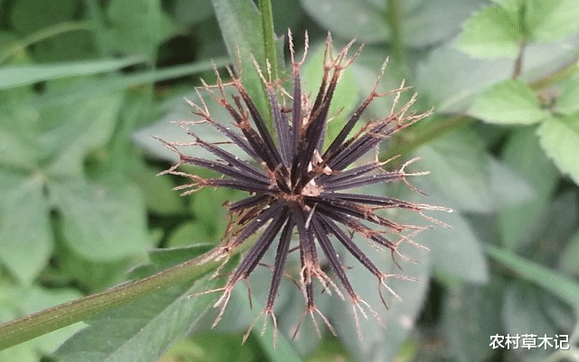 「」它便是“鬼针草”，价值珍贵，却少人认识，常被除掉