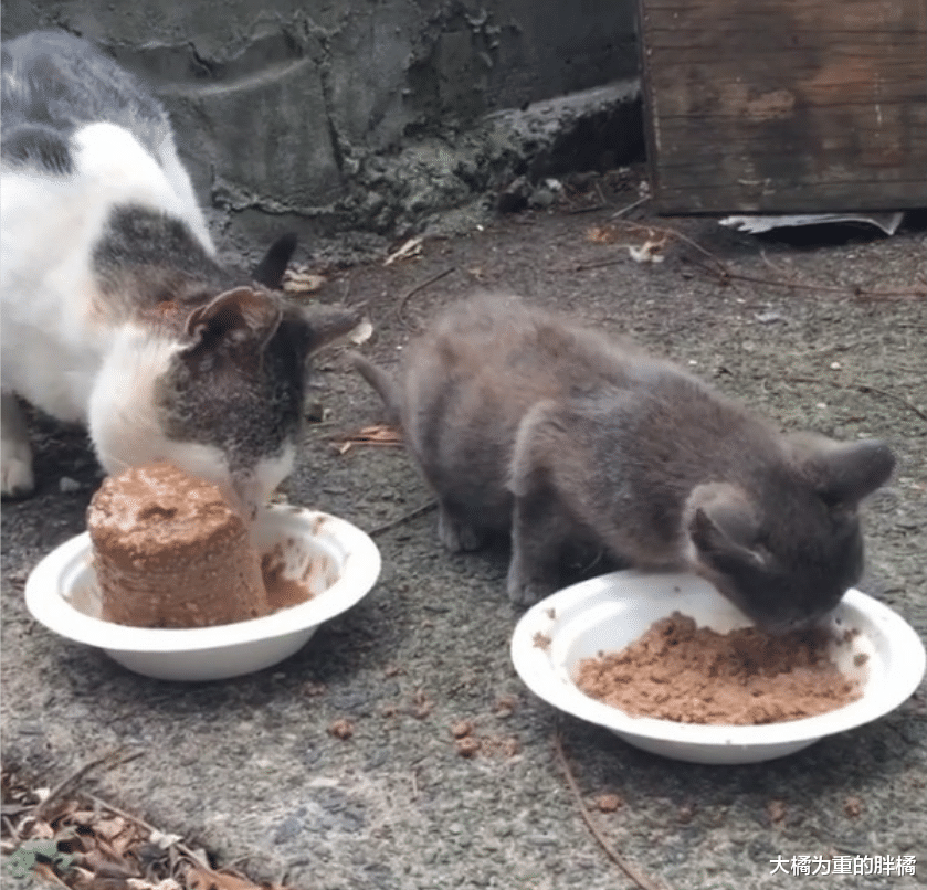 流浪猫在外生活了8年，还照顾了小黑猫，却对接济它的人很不友好