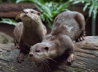 []传说中的“水猴子”究竟是什么？为何老一辈的人对此这么恐惧？