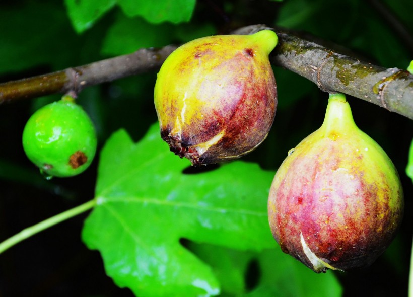 属马:未来两年时来运转,迎来鸿运当头,财运变得旺盛的四属相