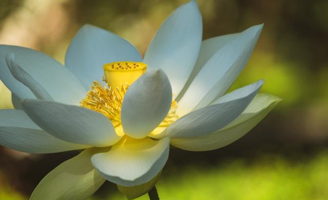 属牛|10月中旬，红娘做媒，巧遇今生良缘，要脱单了的四大生肖