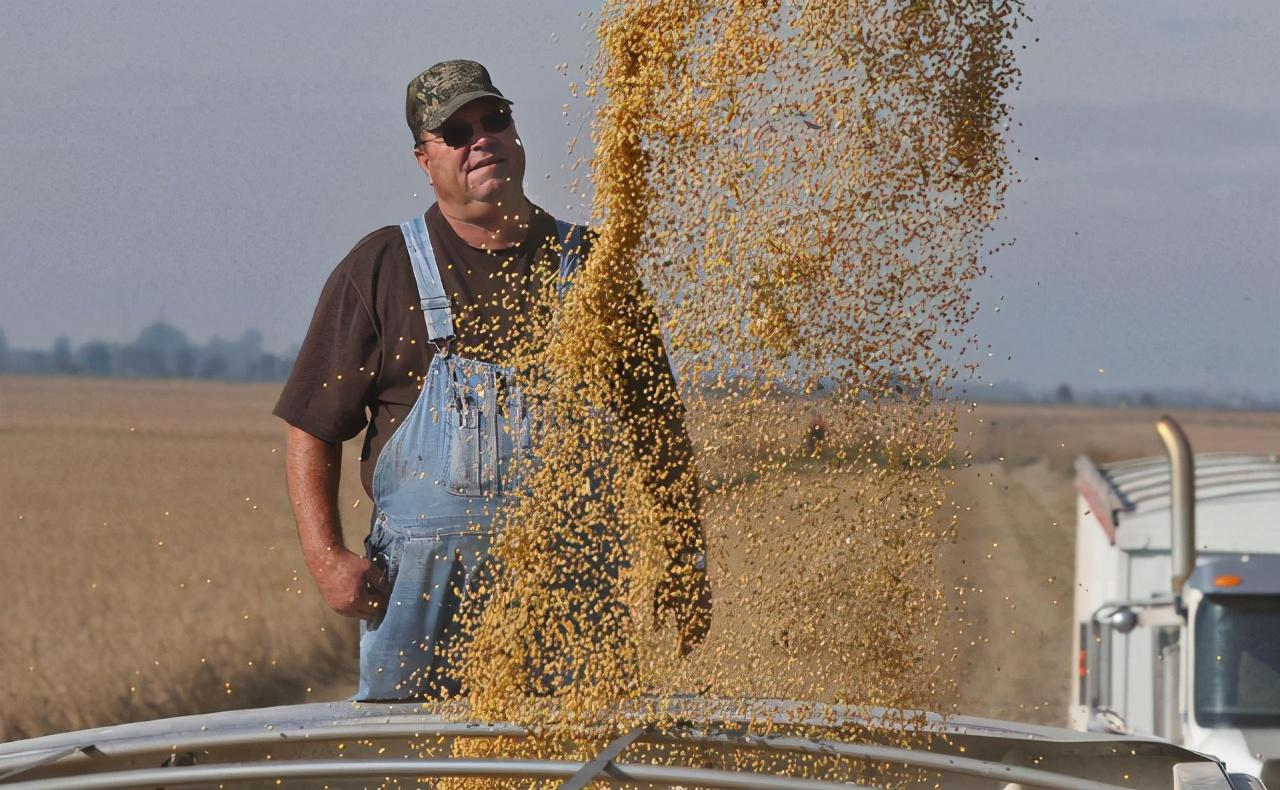 |美国还扛得住吗？千万吨大豆绕一大圈才能抵华，还得低价“贱卖”